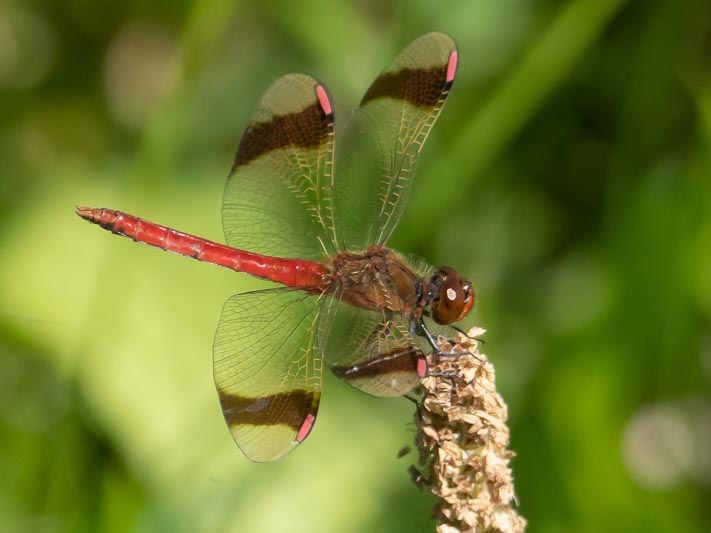 Sympetrum pedemontanum male-6.jpg